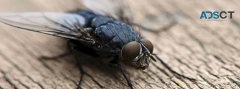 Preventive Flies Control Brisbane