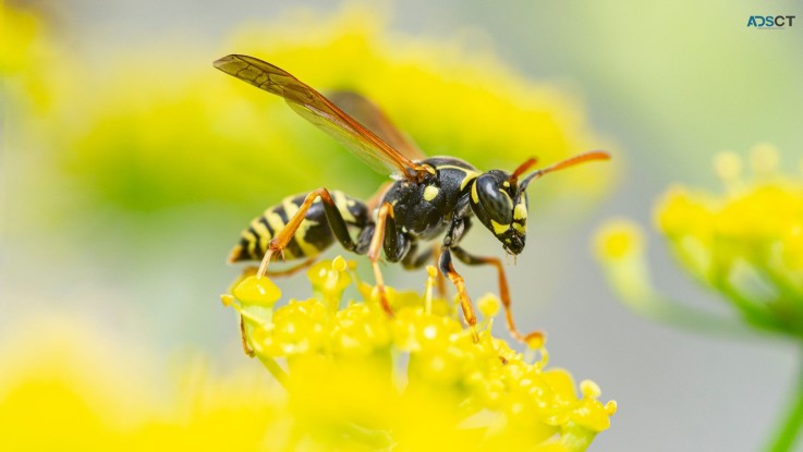 Preventive Wasp Removal Brisbane