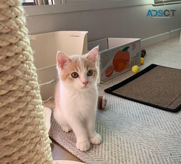 Cute British Shorthair kittens