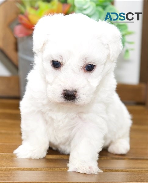 Bichon Frise Puppy 