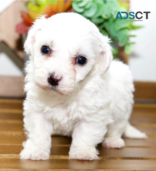 Bichon Frise Puppy 