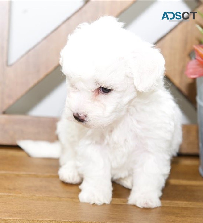 Bichon Frise Puppy 