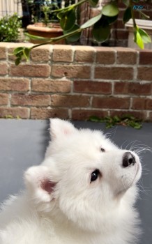 Japanese Spitz puppie