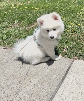 Japanese Spitz puppie