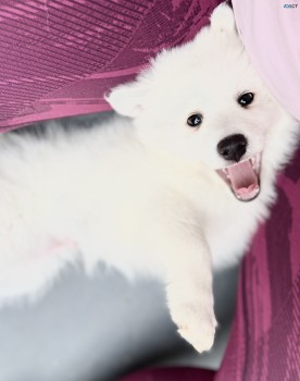 Japanese Spitz puppie