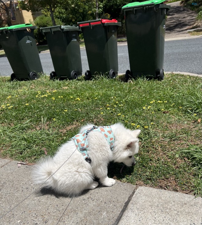 Japanese Spitz puppie