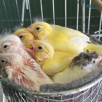 Canary bird for sale in good health,