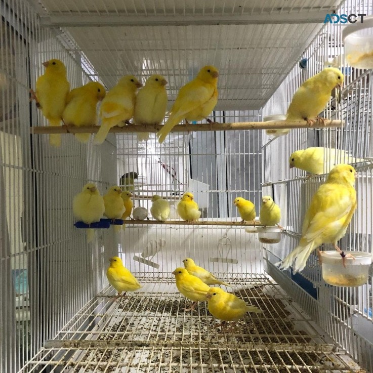 Canary bird for sale in good health,