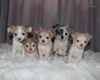 Lovely purebred Chihuahua Puppies