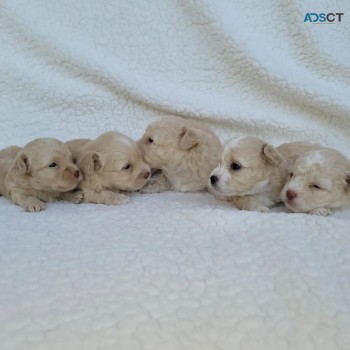 Teacup Maltipoo puppies.