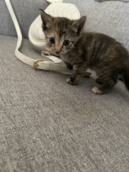 5 adorable kittens for Christmas- 4 left