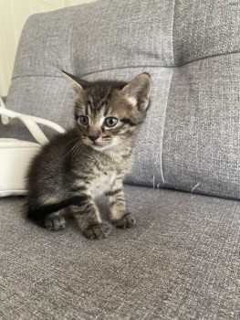 5 adorable kittens for Christmas- 4 left