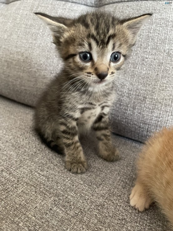 5 adorable kittens for Christmas- 4 left