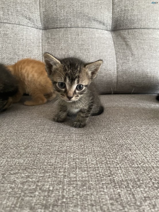 5 adorable kittens for Christmas- 4 left