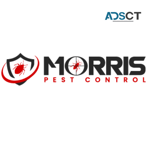 Morris Wasp Removal Melbourne