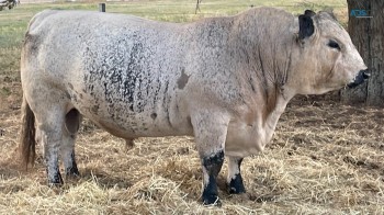 Speckle park cattle for sale