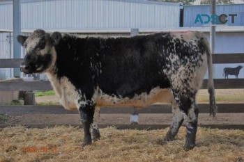 Speckle park cattle for sale