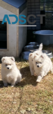 Japanese Spitz