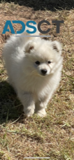 Japanese Spitz