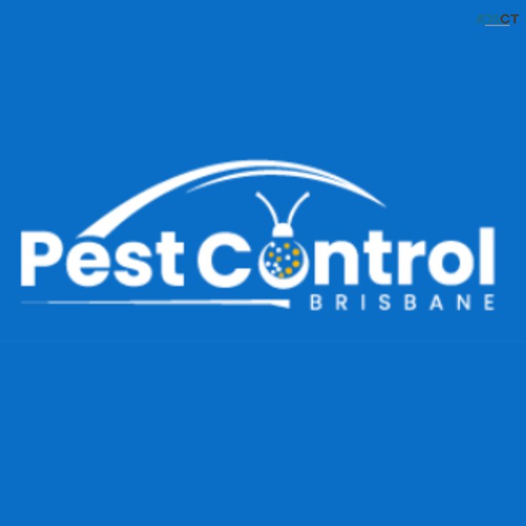 Bee Removal Brisbane