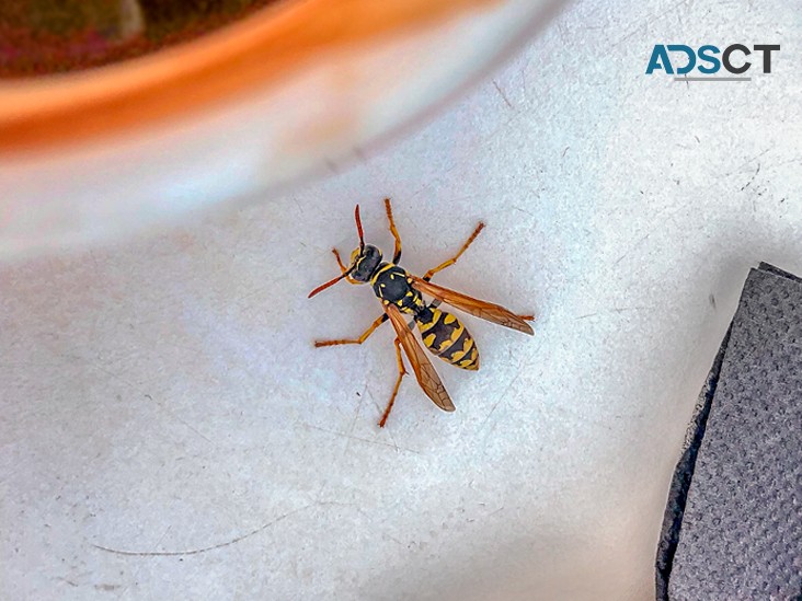 OZ Wasp Removal Brisbane