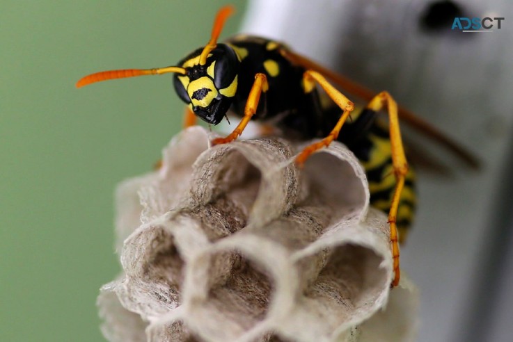 OZ Wasp Removal Sydney