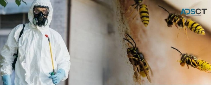 OZ Wasp Removal Canberra