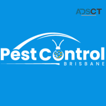 Silverfish Control Brisbane