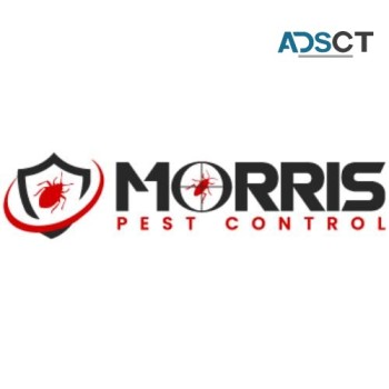 Morris Wasp Removal Adelaide