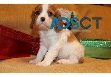 Cavalier King Charles Spaniel-pups 