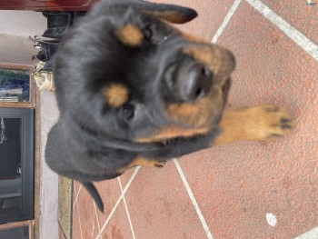 Rottweiler Puppies for sale. 