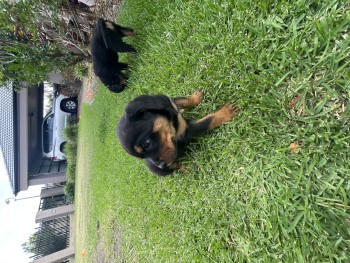 Rottweiler Puppies for sale. 