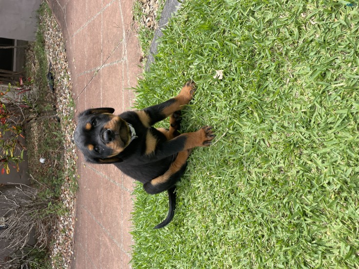 Rottweiler Puppies for sale. 