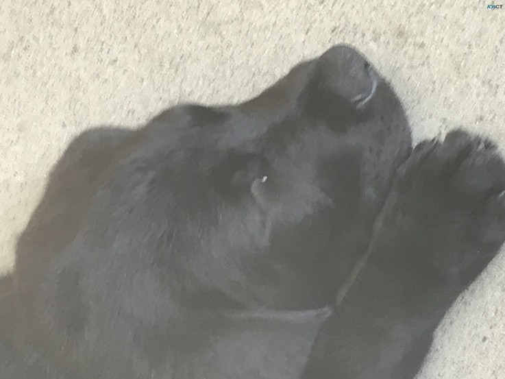 12 Week Black Labrador Puppy 