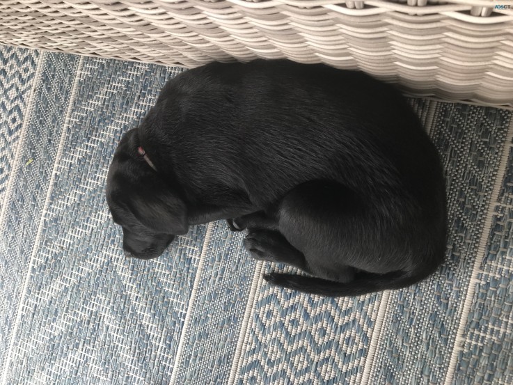 12 Week Black Labrador Puppy 