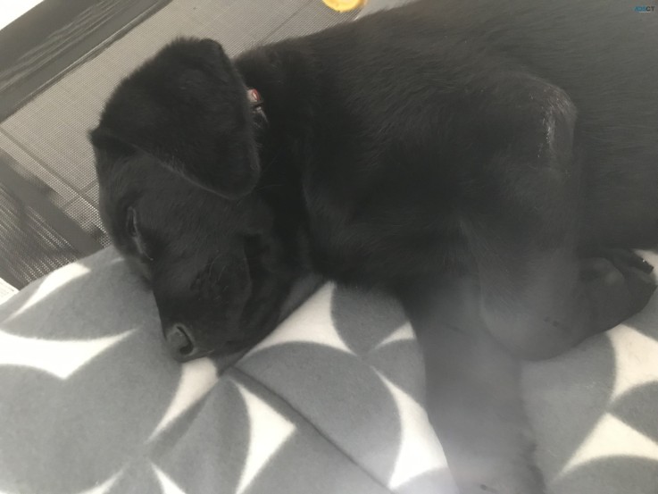 12 Week Black Labrador Puppy 