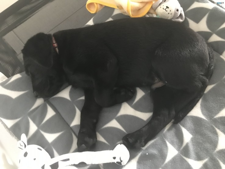 12 Week Black Labrador Puppy 