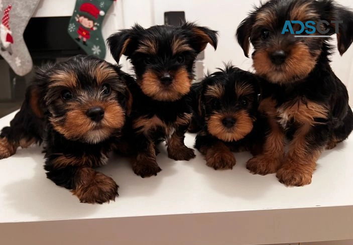 Yorkshire terrier puppies