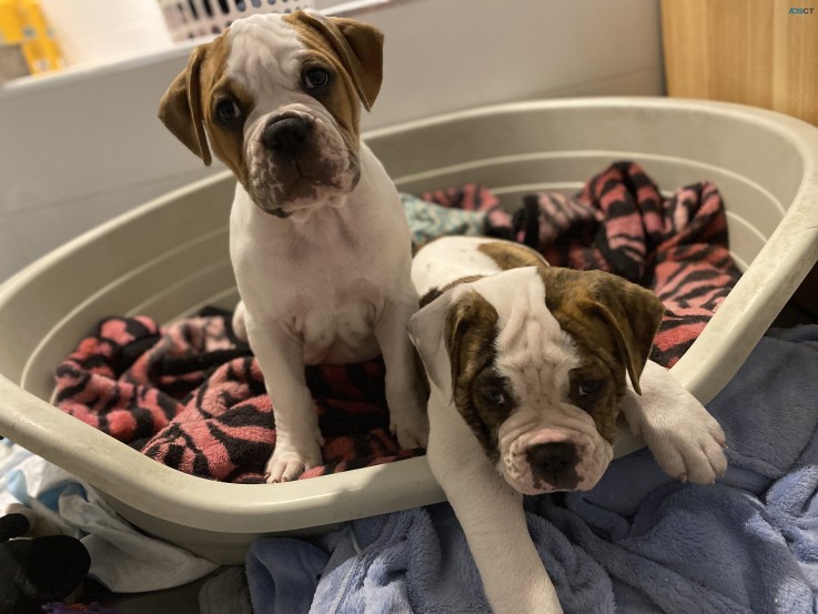 American bulldog puppies, purebred.