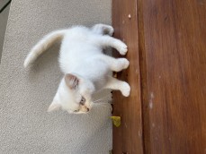 Scottish fold 