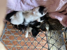 5 x Ragdoll X kittens, 3 girls 2 boys