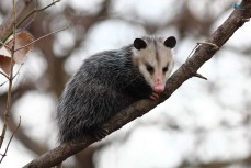 Morris Possum Removal Melbourne