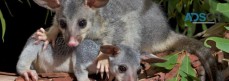 Morris Possum Removal Brisbane