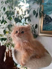 Purebred Persian kittens