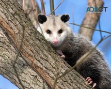 Morris Possum Removal Hobart