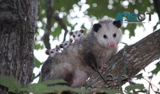 Morris Possum Removal Sydney