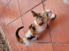 SKOOKUM MUNCHKIN KITTEN 