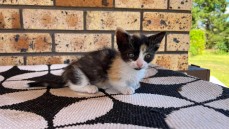 SKOOKUM MUNCHKIN KITTEN 