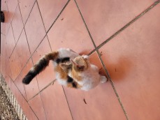 SKOOKUM MUNCHKIN KITTEN 