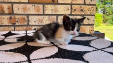 SKOOKUM MUNCHKIN KITTEN 